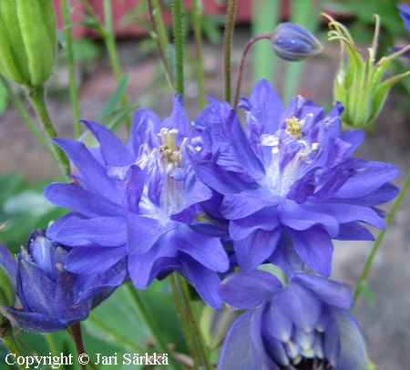 Aquilegia vulgaris 'Clementine Blue', lehtoakileija